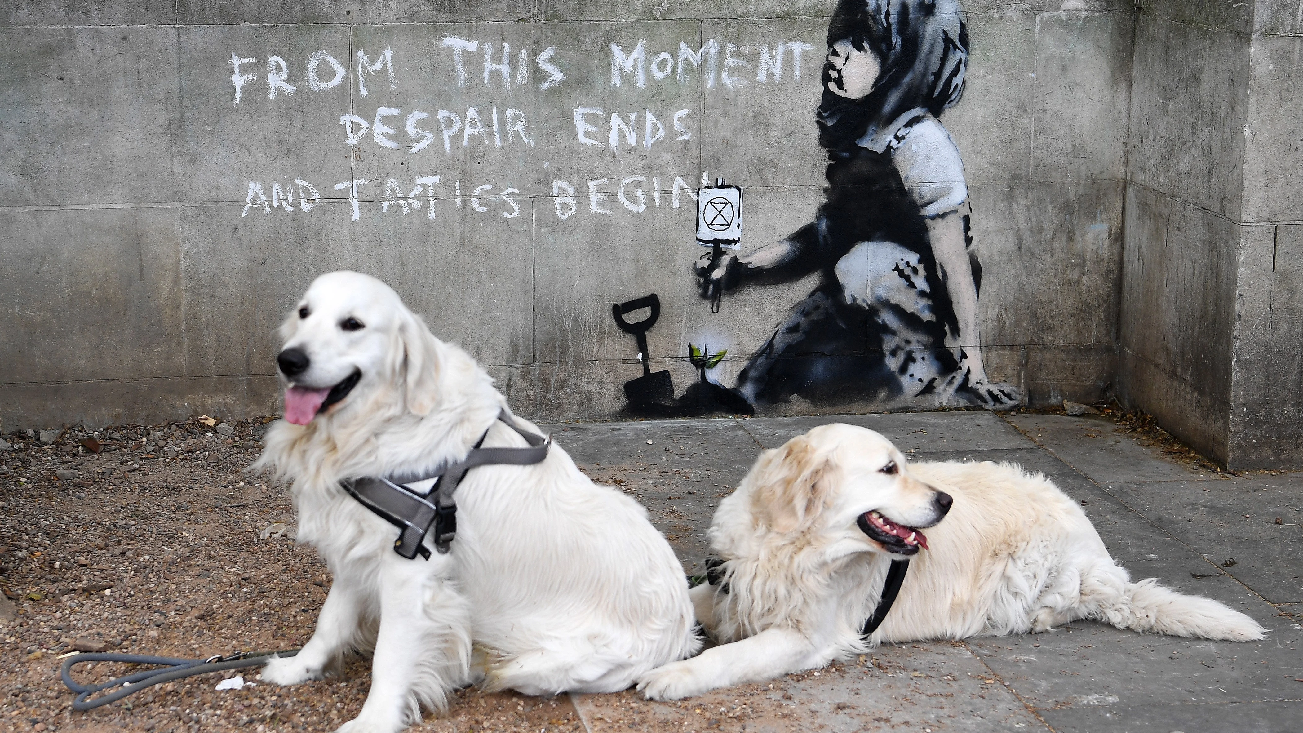 Dos perros descansan frente a un muro en el que ha aparecido una supuesta nueva obra de Banksy