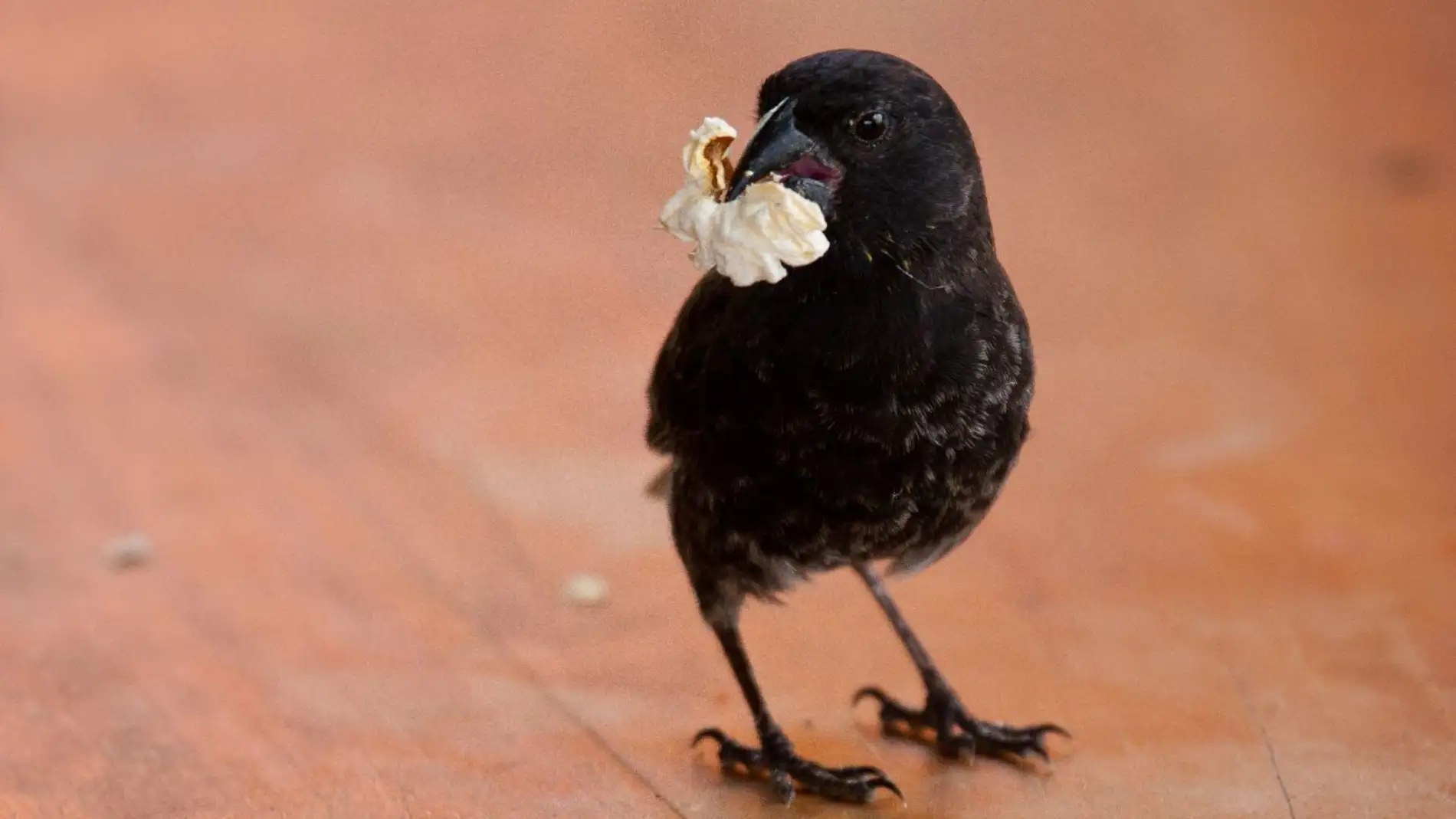 La comida basura afecta a la salud de los pinzones de Darwin