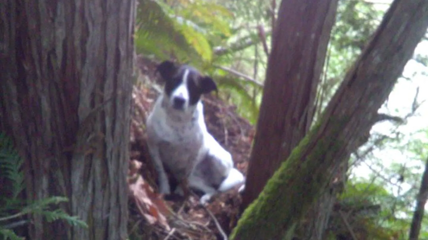 Imagen del perro del hombre desaparecido durante las labores de búsqueda. Imagen del perro del hombre desaparecido durante las labores de búsqueda.