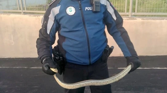 Imagen de la serpiente encontrada en un garaje de Villaverde, Madrid Imagen de la serpiente encontrada en un garaje de Villaverde, Madrid