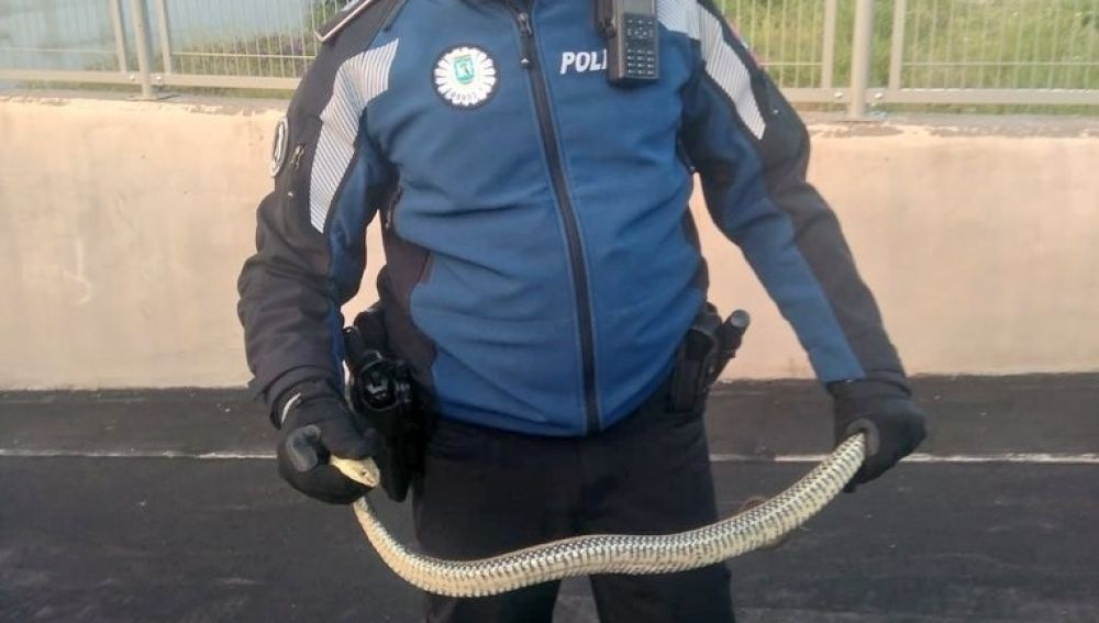 Imagen de la serpiente encontrada en un garaje de Villaverde, Madrid