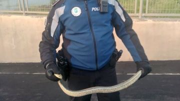 Imagen de la serpiente encontrada en un garaje de Villaverde, Madrid