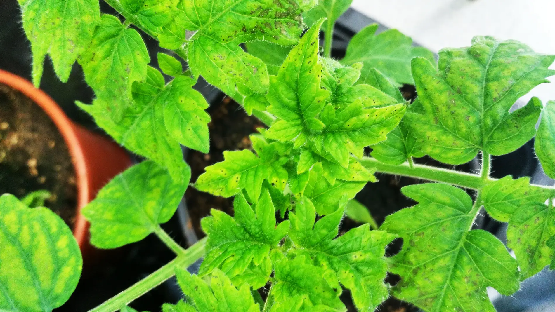 Planta de tomate