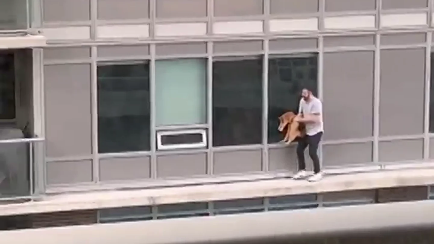 Un hombre se juega la vida caminando por una cornisa para rescatar a su gato de un balcón vecino Un hombre se juega la vida caminando por una cornisa para rescatar a su gato de un balcón vecino