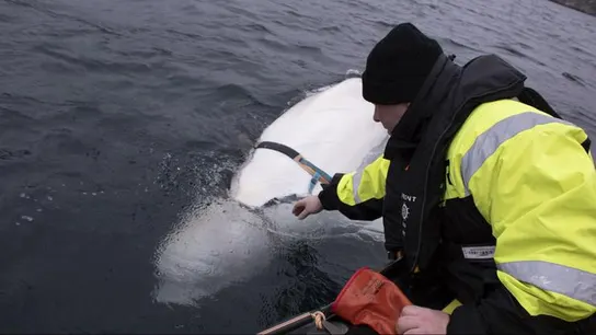 La ballena hallada en la costa noruega La ballena hallada en la costa noruega