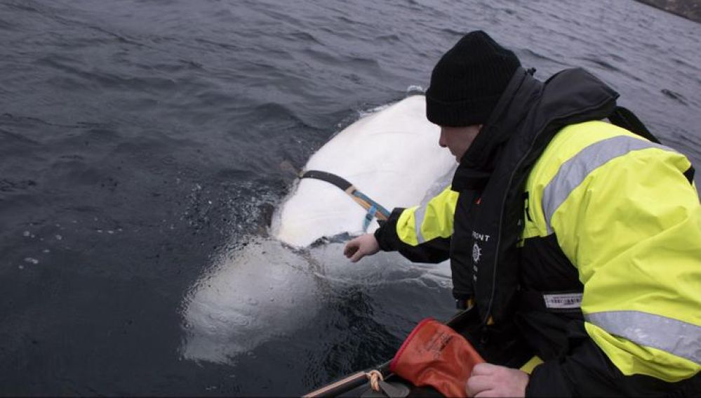 La ballena hallada en la costa noruega