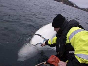 La ballena hallada en la costa noruega La ballena hallada en la costa noruega
