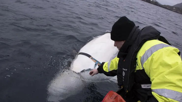 La ballena hallada en la costa noruega