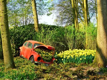 Flores en Holanda Flores en Holanda