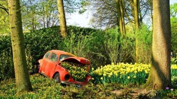 Flores en Holanda
