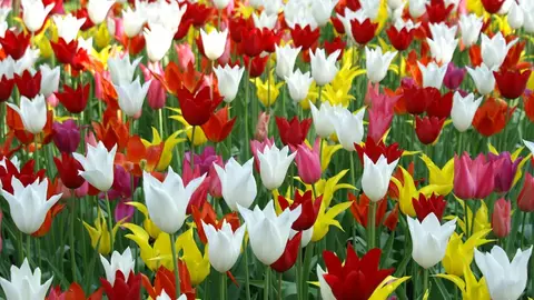 Tulipanes Tulipanes