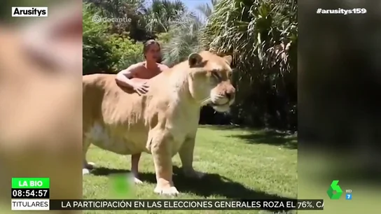 Así es la mezcla entre un león y una tigresa: una cría sin control de crecimiento y tamaño desproporcionado Así es la mezcla entre un león y una tigresa: una cría sin control de crecimiento y tamaño desproporcionado