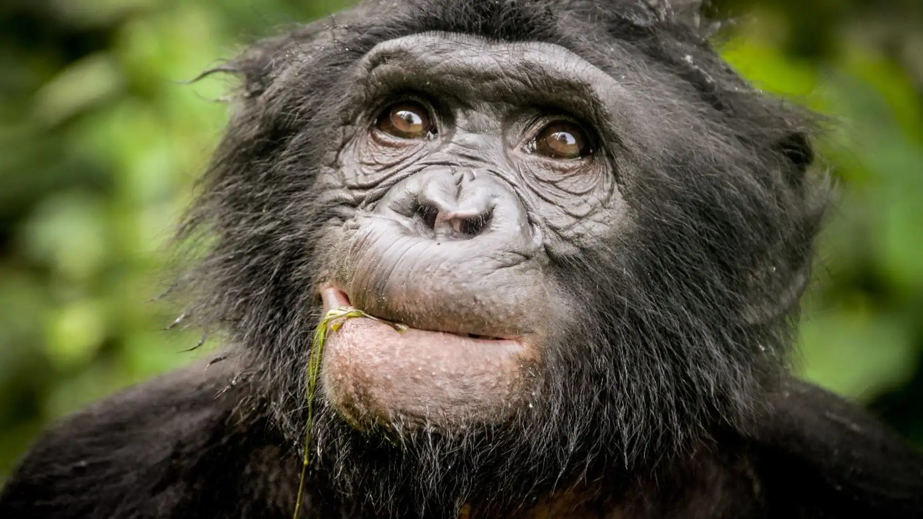 Descubierto un nuevo linaje de chimpance extinto en el ADN de bonobo