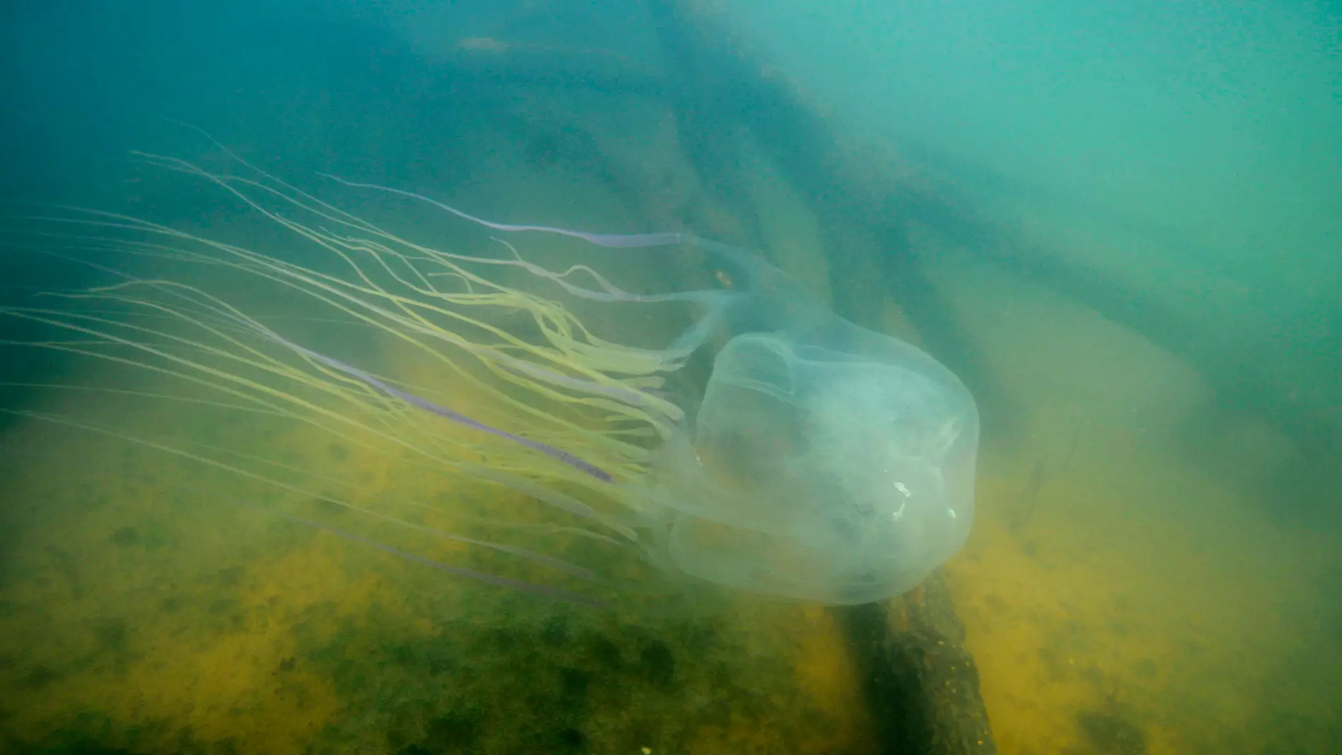 Logran un antidoto contra la medusa mas letal usando tecnicas CRISPR