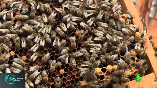 Las abejas, esenciales para el ecosistema: as&iacute; es la vida dentro de una colmena