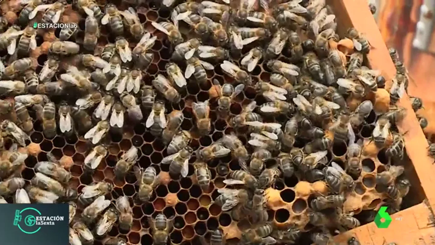 Las abejas, esenciales para el ecosistema: así es la vida dentro de una colmena Las abejas, esenciales para el ecosistema: así es la vida dentro de una colmena