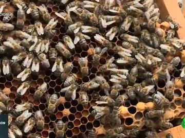 Las abejas, esenciales para el ecosistema: así es la vida dentro de una colmena Las abejas, esenciales para el ecosistema: así es la vida dentro de una colmena