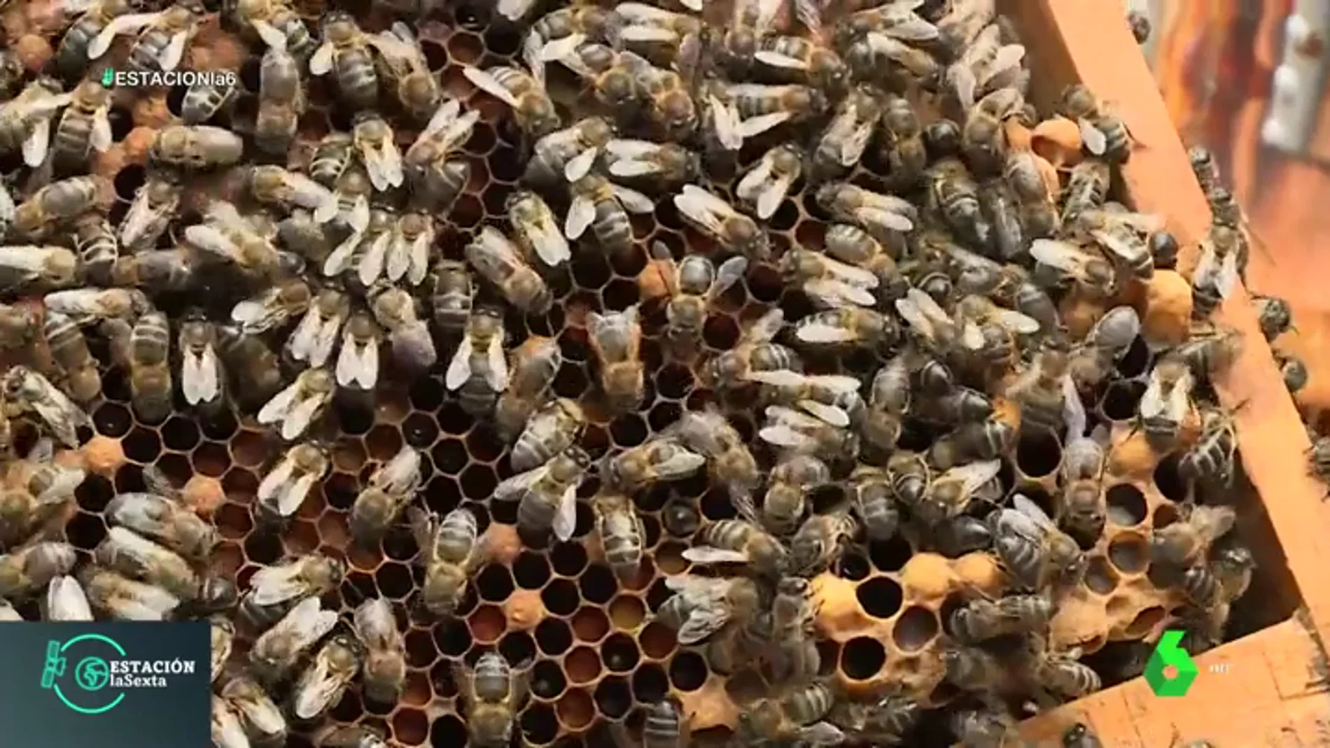 Las abejas, esenciales para el ecosistema: así es la vida dentro de una colmena