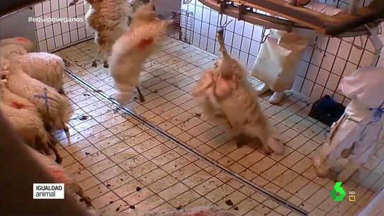 Así son las agresivas campañas de una fundación animalista española que denuncia situaciones extremas en algunos mataderos Así son las agresivas campañas de una fundación animalista española que denuncia situaciones extremas en algunos mataderos