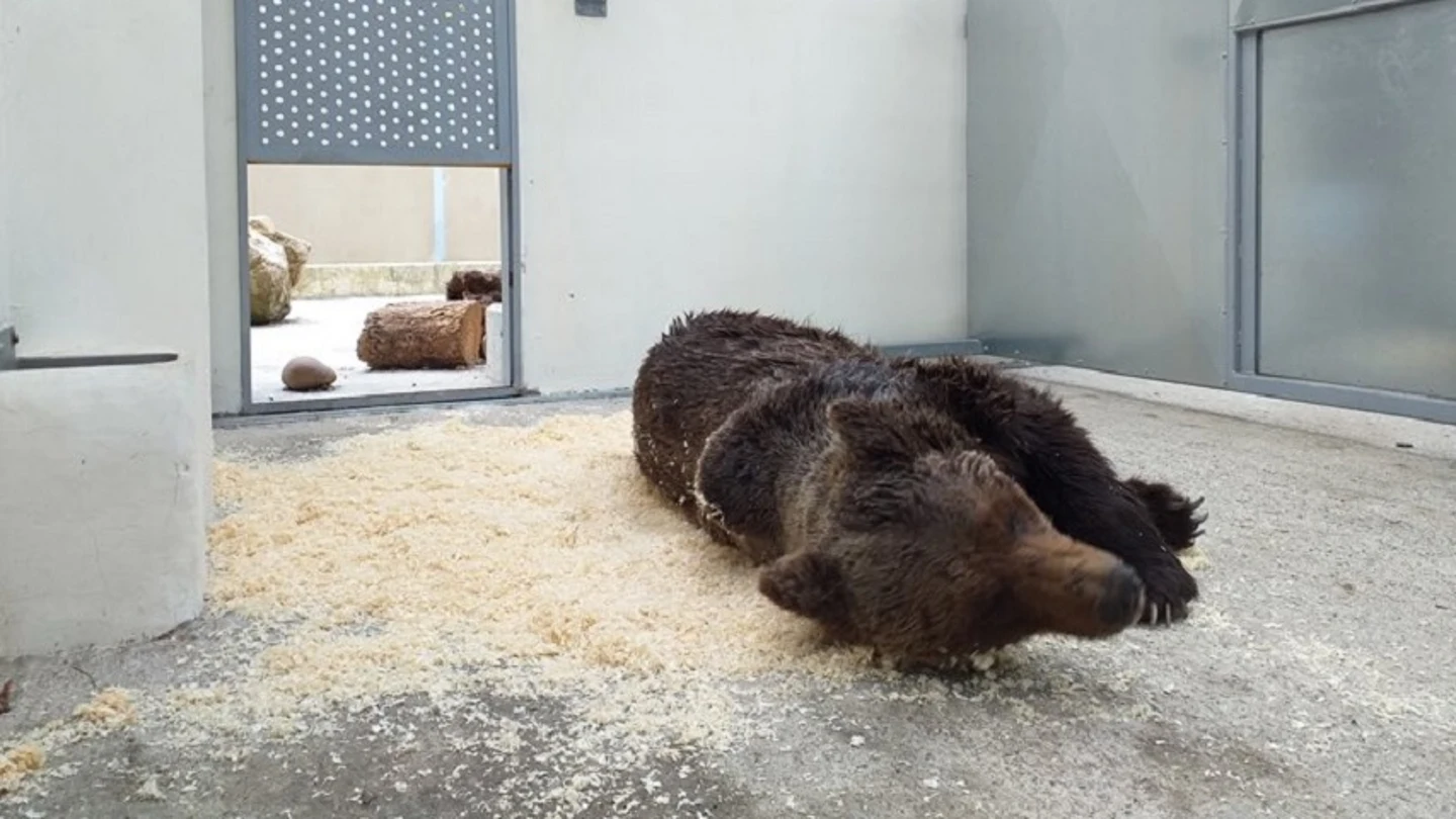 Muere el oso pardo que fue encontrado en un arroyo en León por una grave infección Muere el oso pardo que fue encontrado en un arroyo en León por una grave infección
