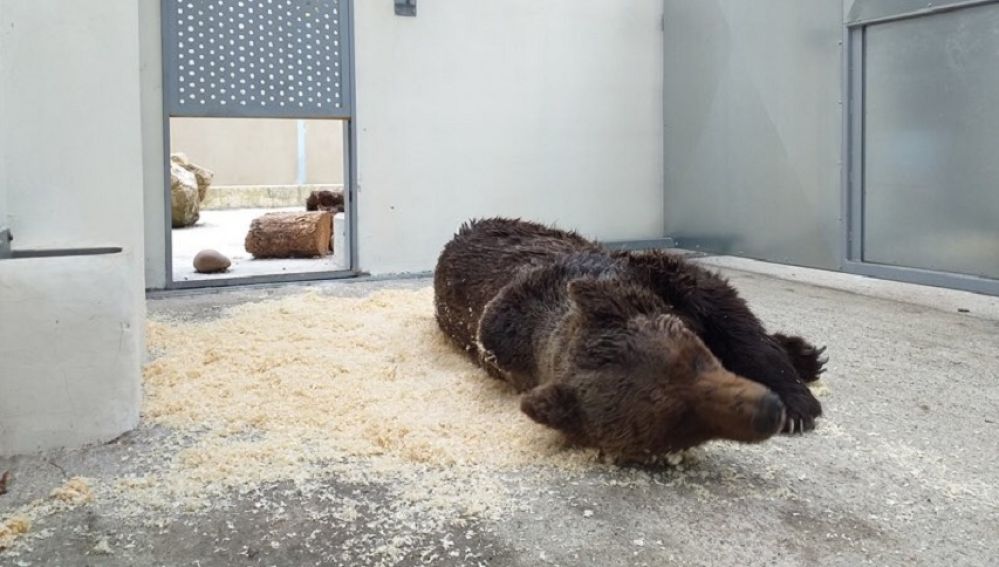 Muere el oso pardo que fue encontrado en un arroyo en León por una grave infección