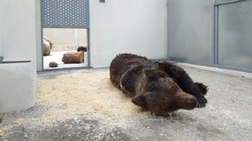 Muere el oso pardo que fue encontrado en un arroyo en León por una grave infección
