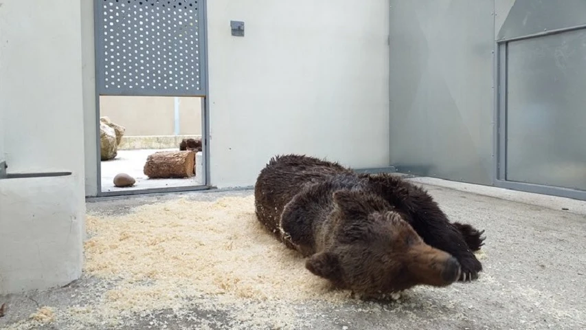 Muere el oso pardo que fue encontrado en un arroyo en León por una grave infección