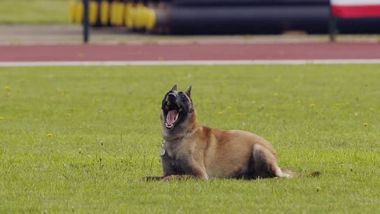 Imagen de archivo de un pastor belga Imagen de archivo de un pastor belga