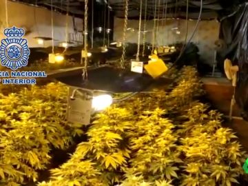Cultivaba 480 plantas de marihuana para saldar una deuda de 47.000 euros Cultivaba 480 plantas de marihuana para saldar una deuda de 47.000 euros