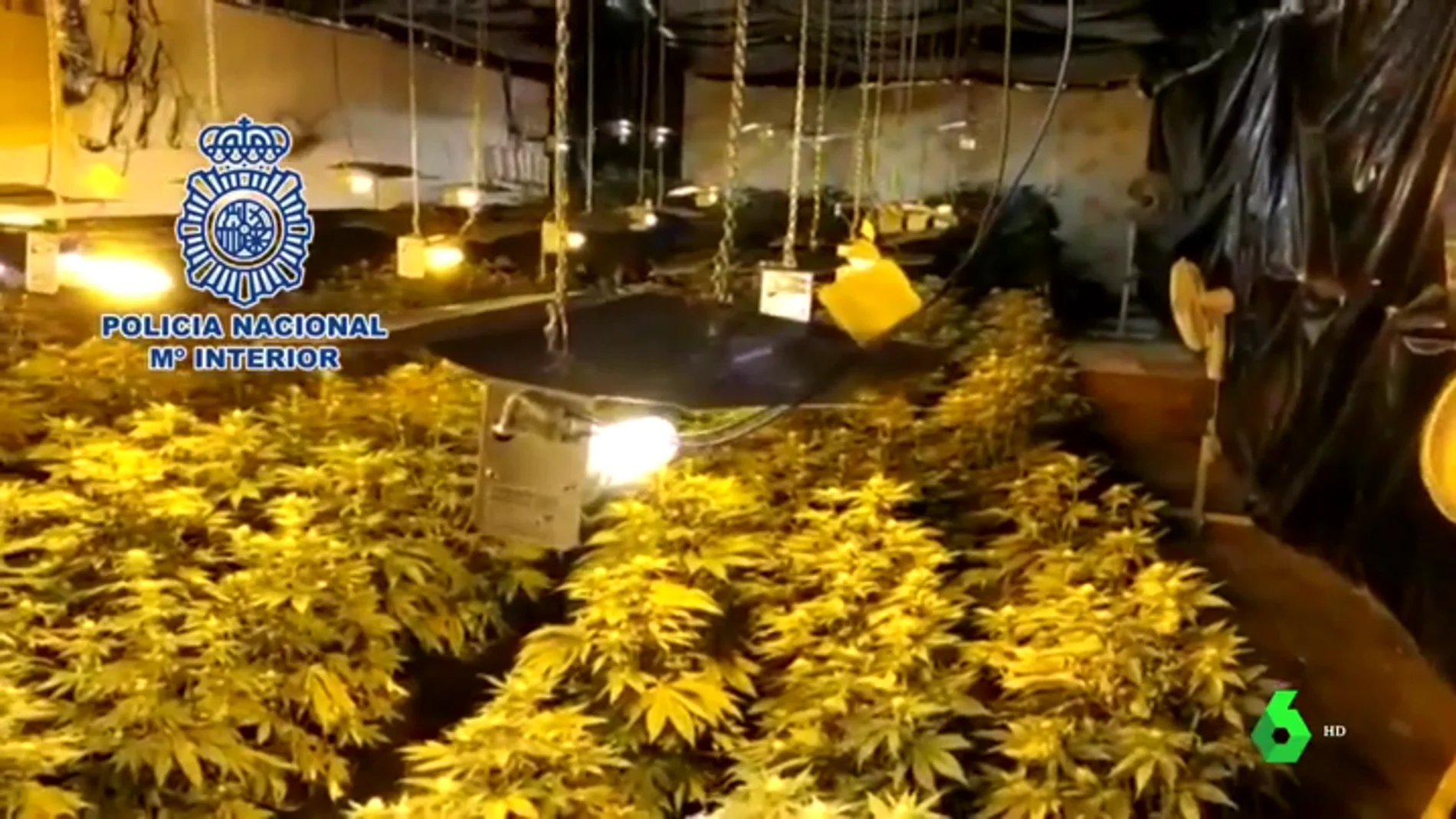 Cultivaba 480 plantas de marihuana para saldar una deuda de 47.000 euros