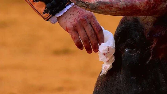 Morante de la Puebla secándole las lágrimas a un toro Morante de la Puebla secándole las lágrimas a un toro