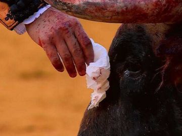 Morante de la Puebla secándole las lágrimas a un toro Morante de la Puebla secándole las lágrimas a un toro
