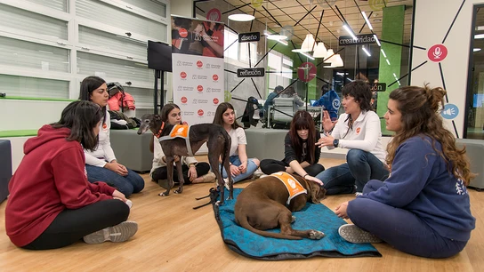 Alumnas de la Universidad Complutense trabajan en terapia con perros para reducir el estrés. Alumnas de la Universidad Complutense trabajan en terapia con perros para reducir el estrés.