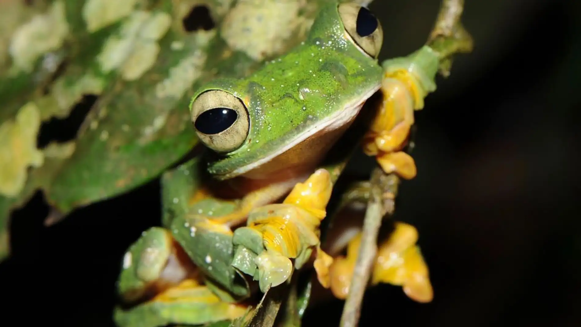 Mil especies más de anfibios podrían estar en peligro de extinción