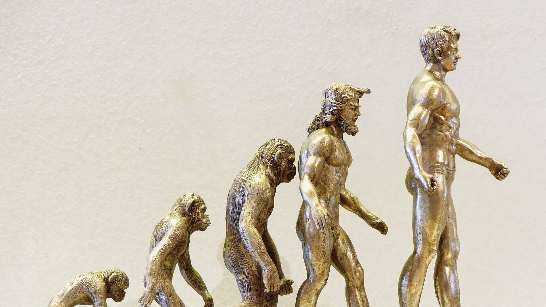 Evolución