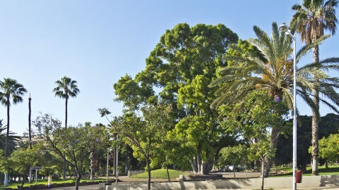 León