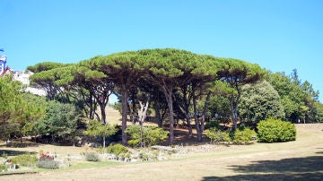 Parques