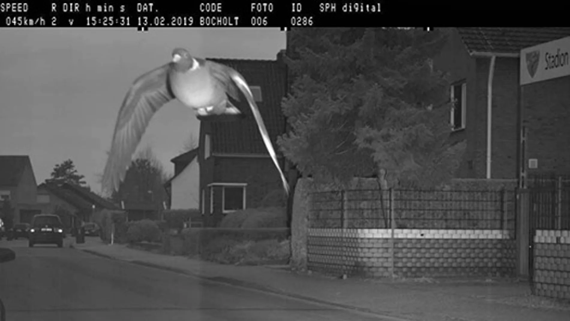 Un radar de tráfico 'caza' a una paloma por exceso de velocidad
