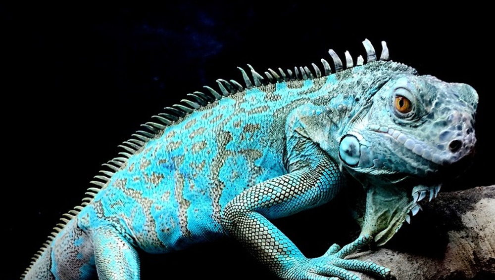Iguana Azul