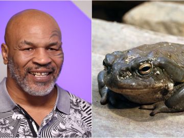 Mike Tyson y el sapo Bufo Alvarius Mike Tyson y el sapo Bufo Alvarius