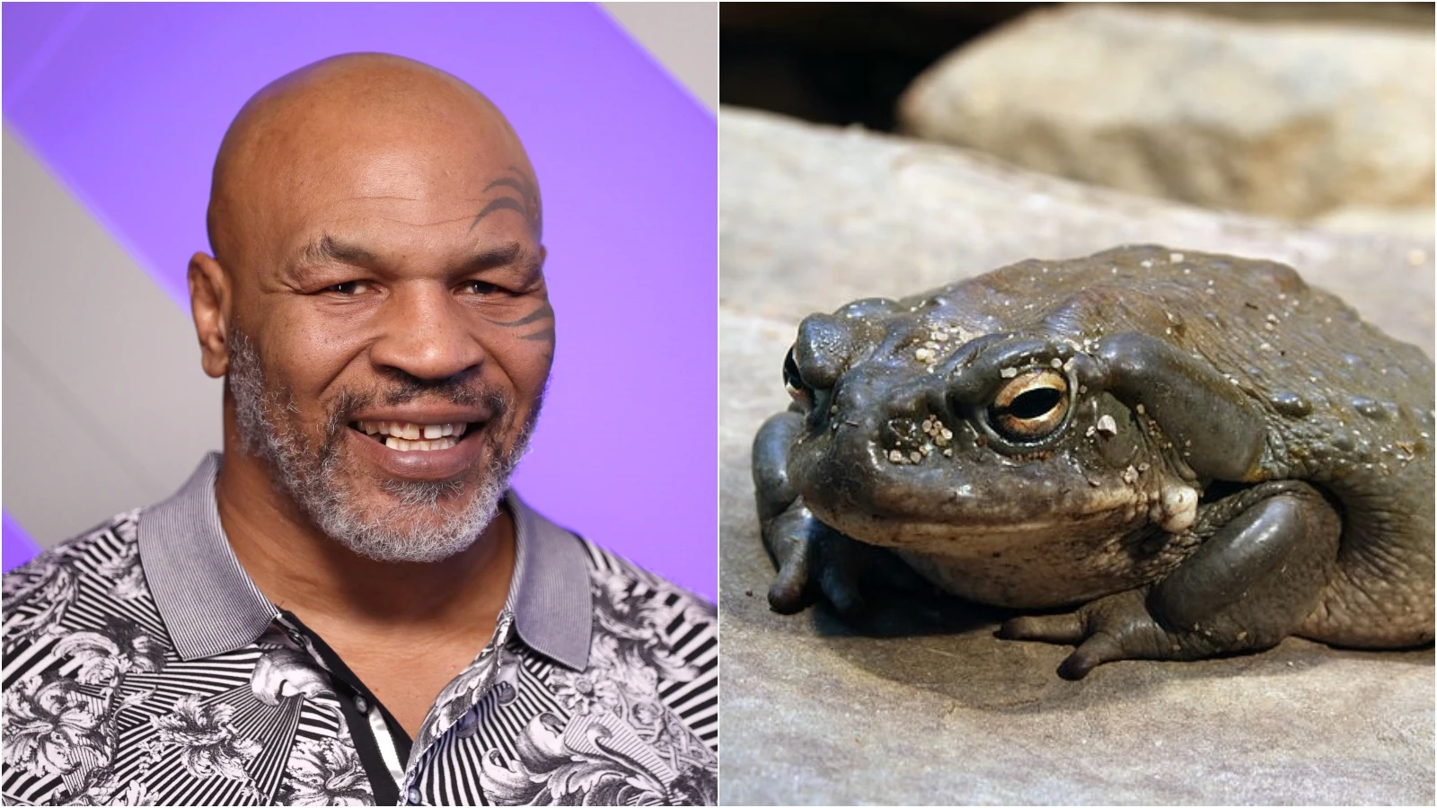 Mike Tyson y el sapo Bufo Alvarius