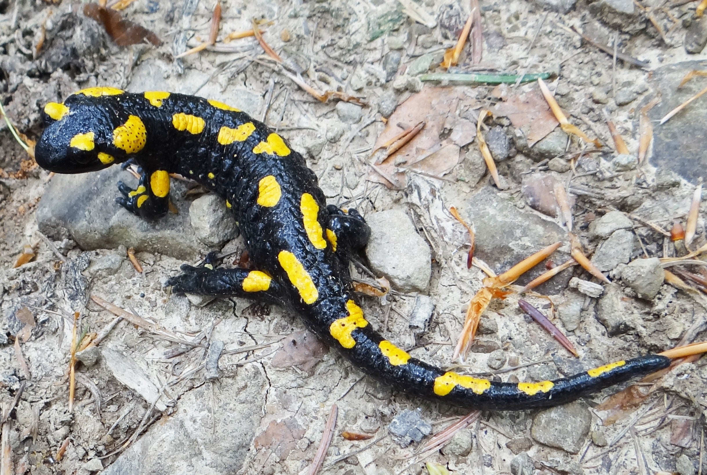 Salamadra Salamandra
