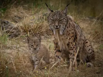 Lince Ibérico Lince Ibérico