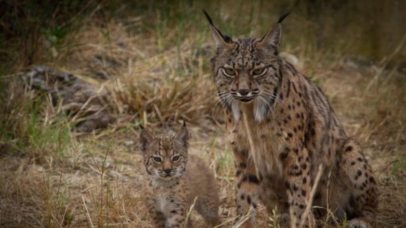 Estas son las especies animales que antes se extinguirán