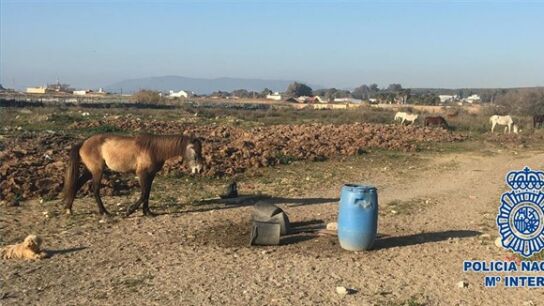 Imagen de la finca con los caballos
