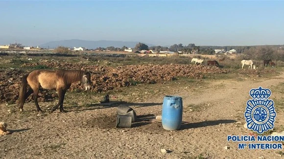 Imagen de la finca con los caballos