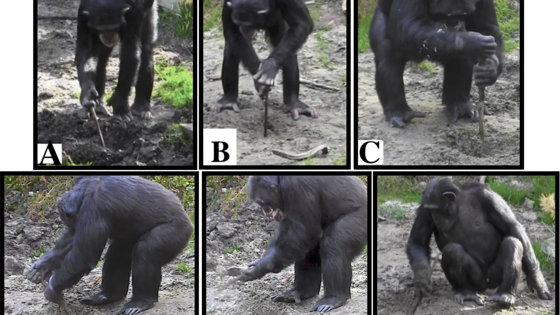 Chimpances cautivos utilizan herramientas para desenterrar alimentos
