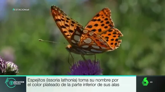 Este es lugar de España en el que se encuentran 80 de las 234 especies de mariposas que existen en el país Este es lugar de España en el que se encuentran 80 de las 234 especies de mariposas que existen en el país