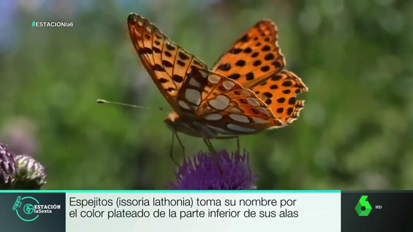 Este es lugar de España en el que se encuentran 80 de las 234 especies de mariposas que existen en el país Este es lugar de España en el que se encuentran 80 de las 234 especies de mariposas que existen en el país