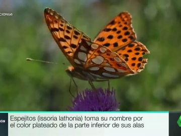 Este es lugar de España en el que se encuentran 80 de las 234 especies de mariposas que existen en el país Este es lugar de España en el que se encuentran 80 de las 234 especies de mariposas que existen en el país